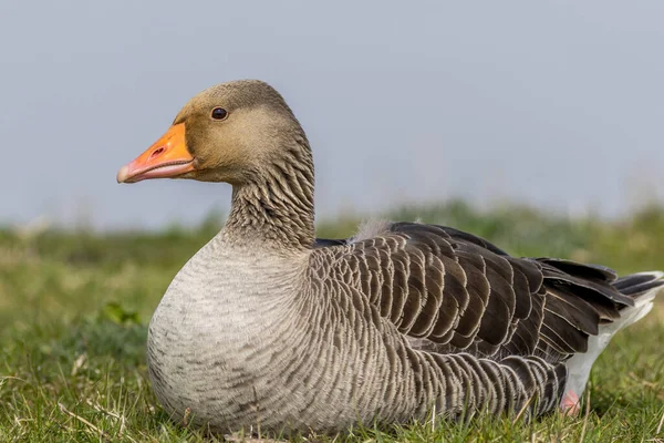 Greylag Goose Anser Anser Grass — Zdjęcie stockowe