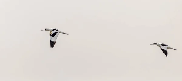 Avocet Recurvirostra Avosetta Letu — Stock fotografie