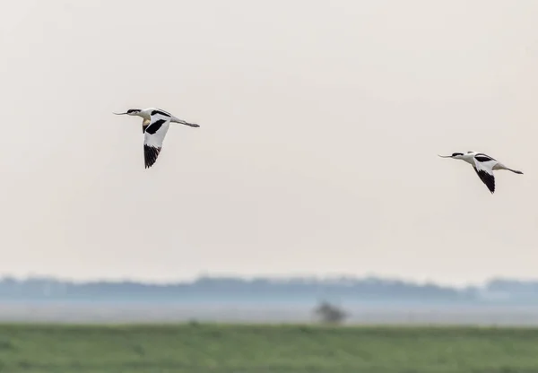 Avocet Recurvirostra Avosetta Flight — Fotografia de Stock