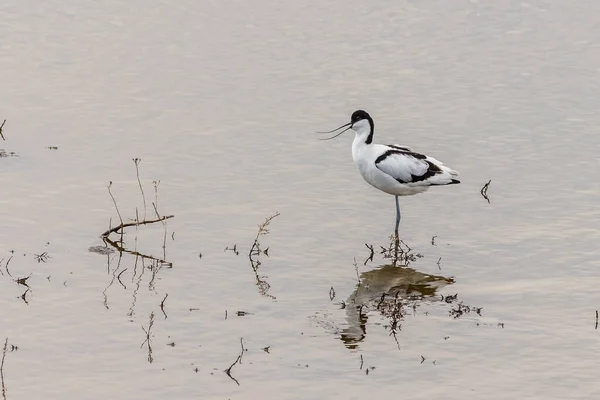 湖上的Avocet Recurrent Virostra Avosetta — 图库照片