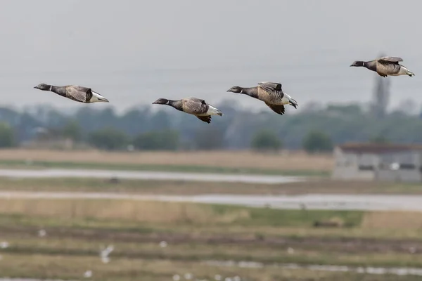 Brent Goose Branta Bernicla Voo — Fotografia de Stock