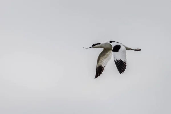 Avocet Recurvirostra Avosetta Flight — Fotografia de Stock