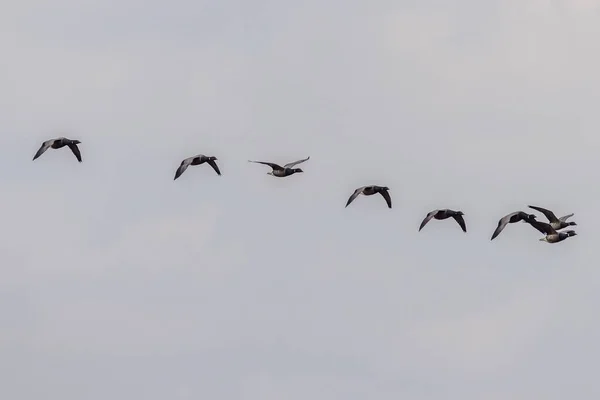 Brent Goose Branta Bernicla Voo — Fotografia de Stock