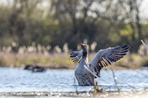 Oie Gris Anser Anser Sur Lac — Photo