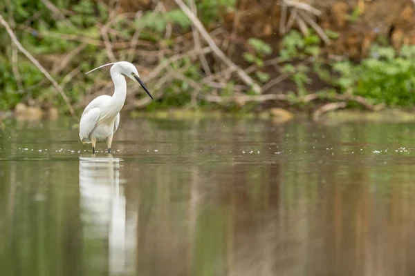 Seidenreiher Egretta Garzetta Beim Angeln — Stockfoto