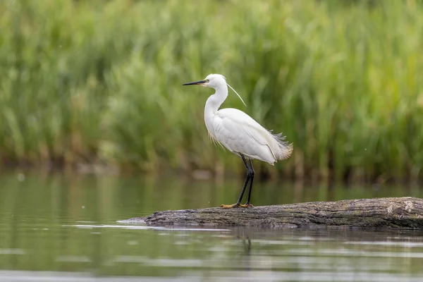 Little Egret Egretta Garzetta Standing Edge Water — Stock Photo, Image