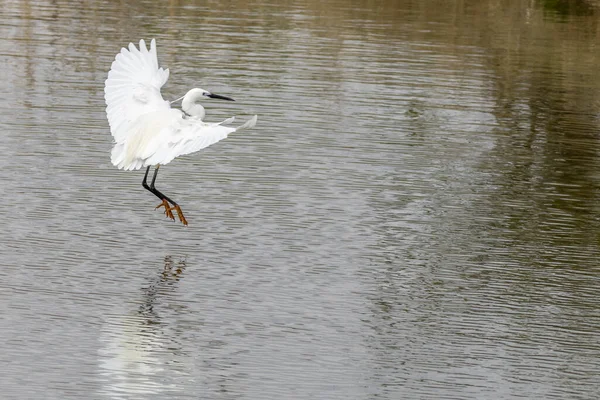 Volavka Stříbřitá Egretta Garzetta Letu — Stock fotografie