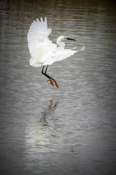 Kleine Zilverreiger Egretta Garzetta Tijdens Vlucht — Stockfoto