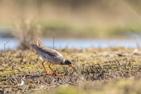 Rotschenkel Tringa Totanus Auf Nahrungssuche — Stockfoto