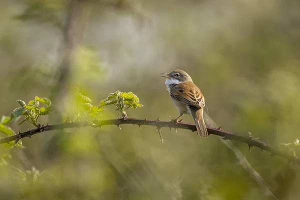 Whitethroat Curruca Communis Perched — Stock fotografie