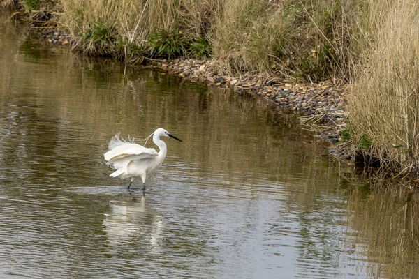 Little Egret Egretta Garzetta Standing Lake — Stock fotografie