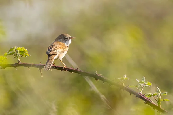 Gola Bianca Curruca Communis Appollaiata — Foto Stock