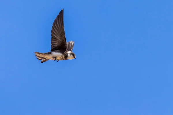 Sand martin (Riparia riparia) in flight