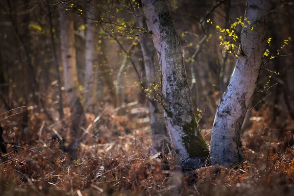 Woodland Dunwich Heath Wybrzeżu Suffolk — Zdjęcie stockowe