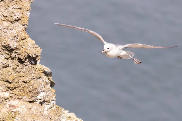 Fulmar Fulmarus Glacialis 飞行中 — 图库照片