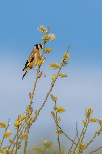 Goldfinch Carduelis Carduelis Větvi Modrou Oblohou — Stock fotografie