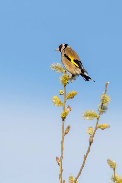 Goldfinch Carduelis Carduelis Branch Blue Sky — Stockfoto