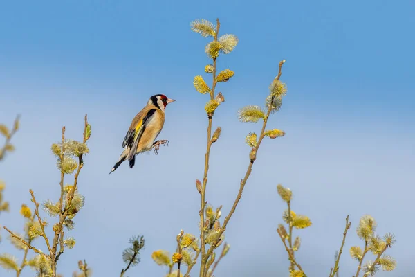 Goldfinch Carduelis Carduelis Hopping Branch Branch — Photo