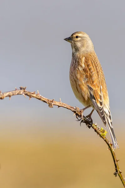 Linnet Linaria Cannabina Perché Sur Une Branche — Photo