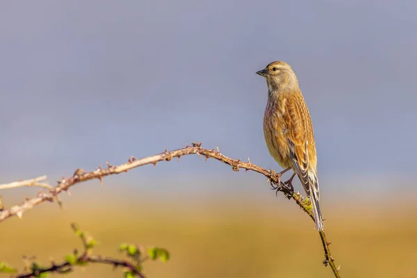 Linnet Linaria Cannabina Bir Dala Tünedi — Stok fotoğraf