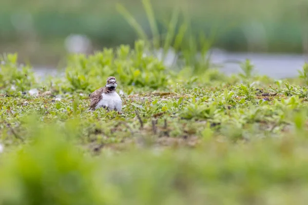 Кольчатый Зуёк Charadrius Hiaticula Гнезде — стоковое фото