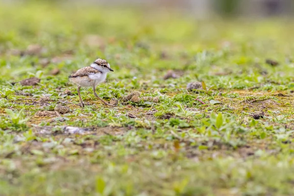 Ringed Plover Charadrius Hiaticula Chick — Fotografia de Stock