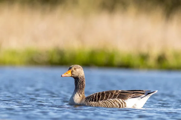 Greylag Goose Anser Anser Lake — Zdjęcie stockowe