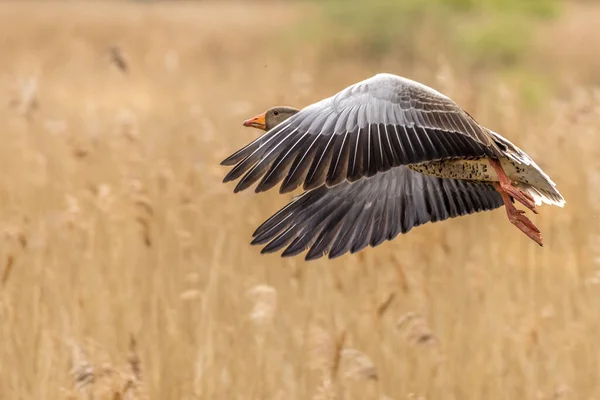 Ganso Greylag Anser Anser Vuelo — Foto de Stock