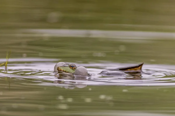 Marsh Frog Pelophylax Ridibundus Lake — Photo