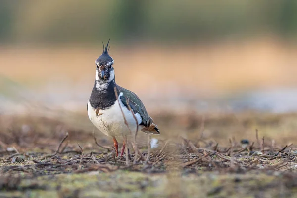 Lapwing Vanellus Vanellus Piedi Terra — Foto Stock