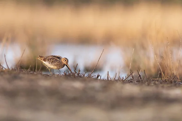 Snipe Gallinago Gallinago Standing Edge Water — Photo