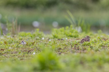 Civcivli halkalı yağmurkuşu (Charadrius hiaticula)