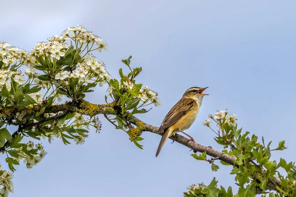 Sedge Warbler Acrocephalus Schoenobaenus Perched Hawthorn Tree Flower — Stock Photo, Image