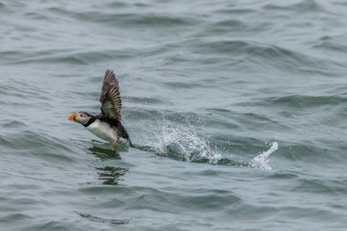 Puffin (Fratercula arktika) su üzerinde çalışıyor