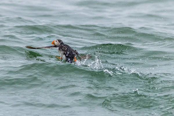 Puffin Fratercula Arctica Que Corre Sobre Agua — Foto de Stock