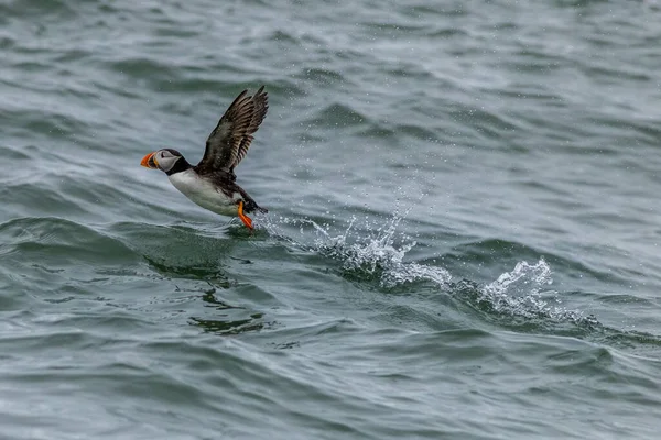 水上を走るプッフィン フラタルカ弧 — ストック写真