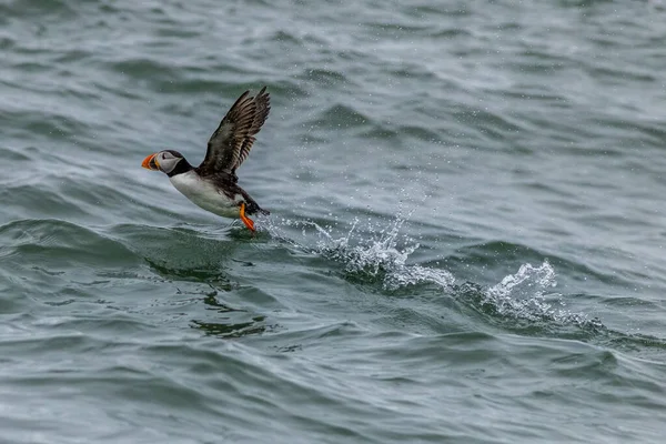 Puffin Fratercula Arctica Correndo Sobre Água — Fotografia de Stock