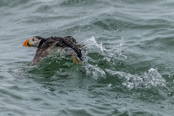 水上を走るプッフィン フラタルカ弧 — ストック写真