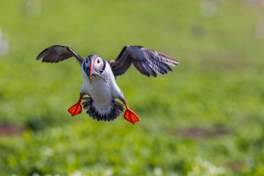 Puffin (Fratercula arktika) balıklarla karaya çıkıyor