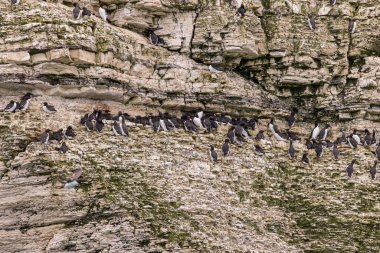 Bir uçurumun kenarında Guillemot (Uria Aalge) kolonisi