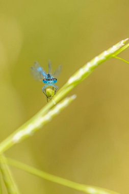 Sıradan Mavi Damselfly, objektife bakıyor.