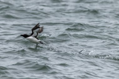 Razorbill (Alca torda) kalkıyor