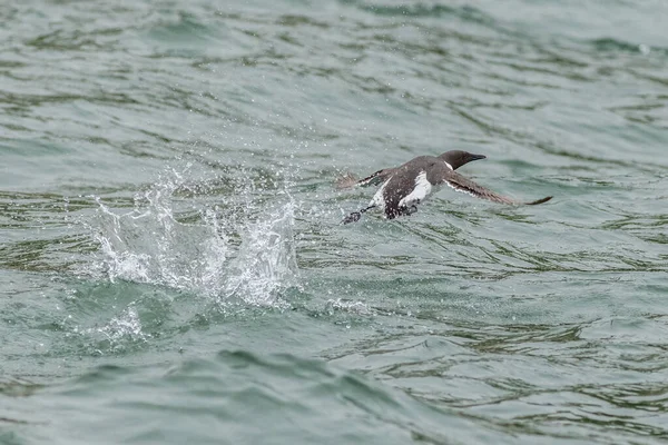 Guillemot Uria Aalge Volo — Foto Stock