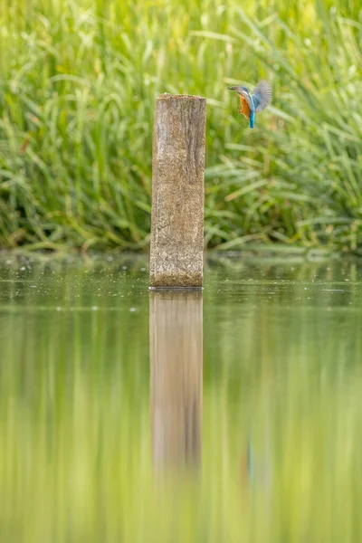 Martin Pêcheur Alcedo Atthis Sur Point Atterrir Sur Poteau — Photo