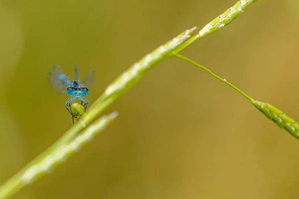 Damselfly Azul Comum Olhando Para Lente — Fotografia de Stock