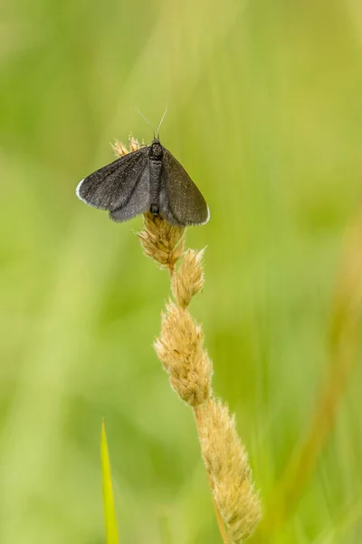 Chimney Sweeper Odezia Atrata Meadow — Stock Photo, Image