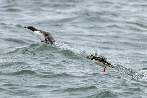 Puffin Fratercula Arctica Vzlétá — Stock fotografie