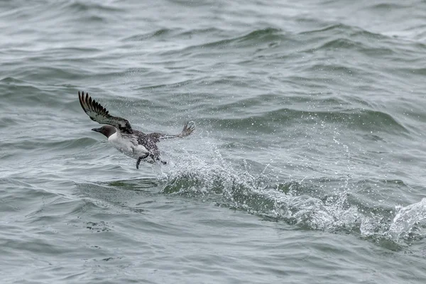 Guillemot Uria Aalge Vzlétá Letu — Stock fotografie