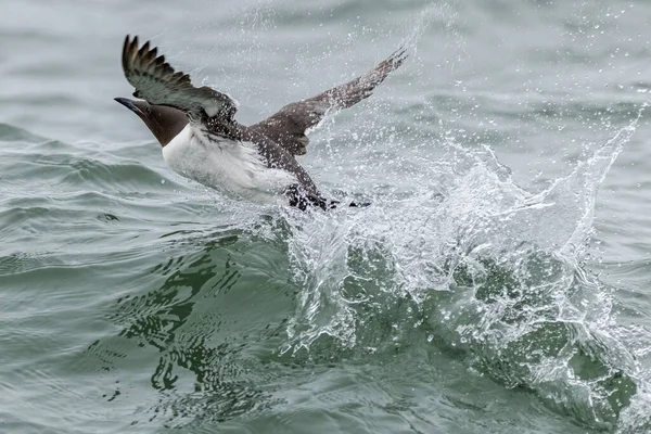 Guillemot Uria Aalge 在飞行中 — 图库照片