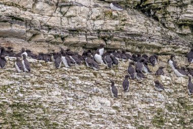 Bir uçurumun kenarında Guillemot (Uria Aalge) kolonisi